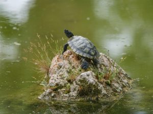 Zdjęcie do artykułu: Jak wprowadzić elementy wody do małego ogrodu